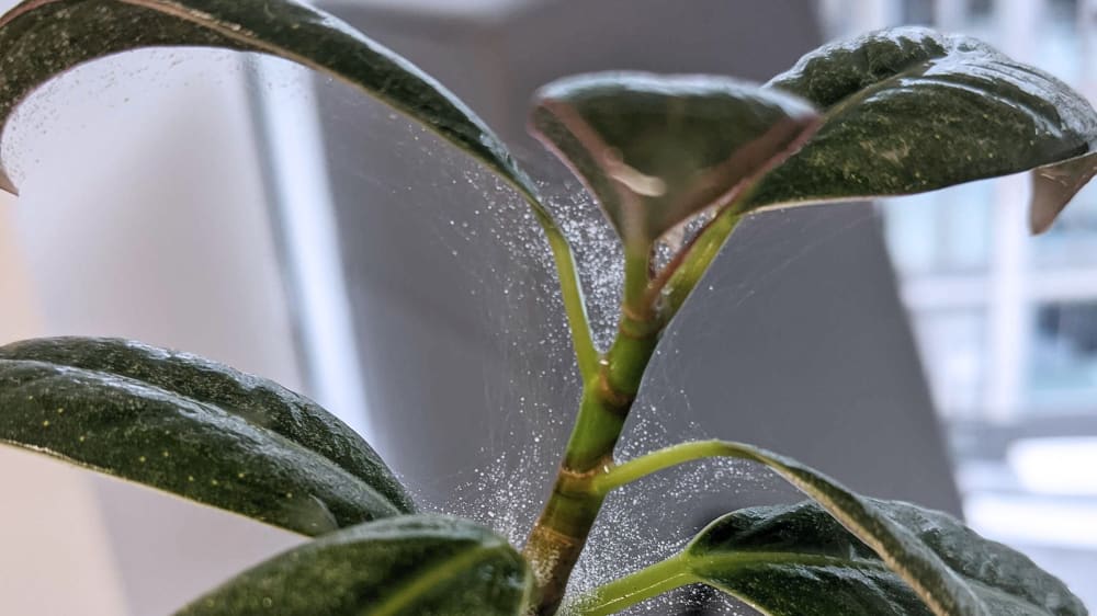 Plant Pests 101 - Spider Mites