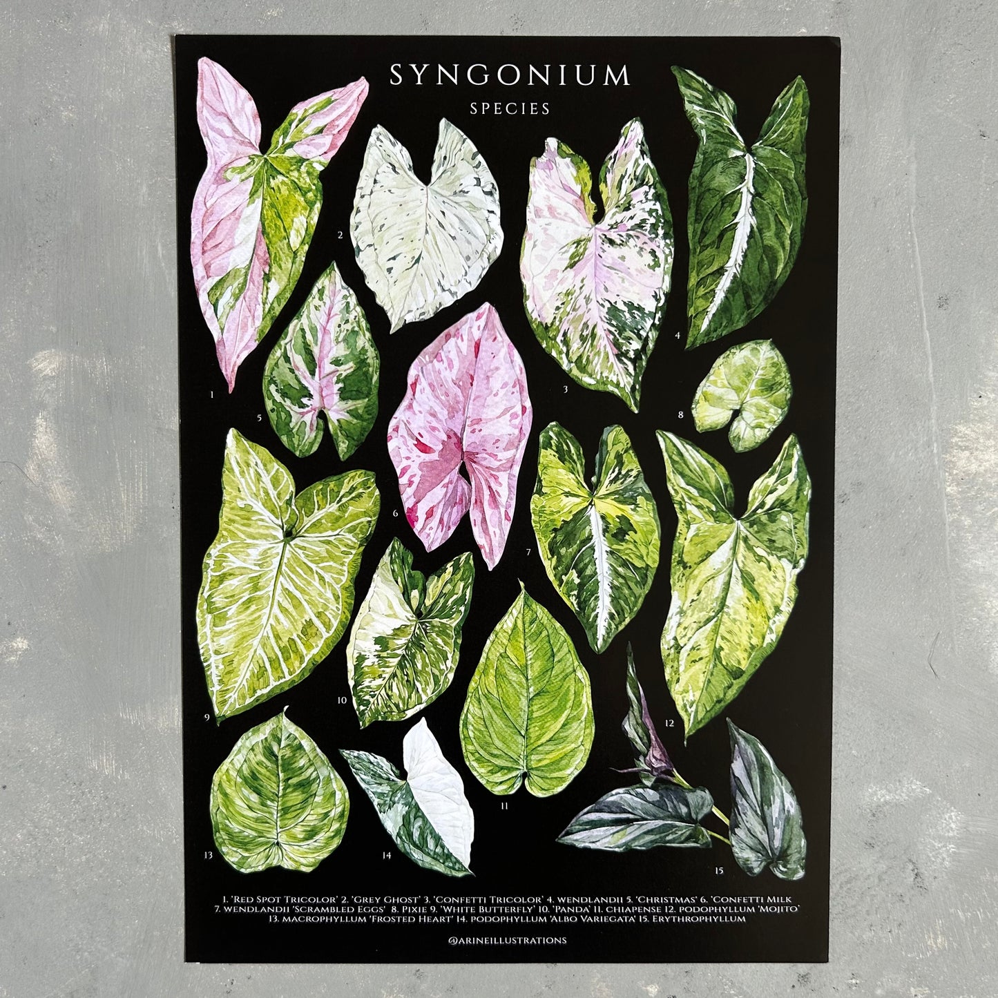 Syngonium Species Print (A4 & A5)