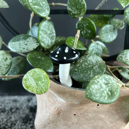 Planti Pot Peep - Shroomie (Solid Colour)