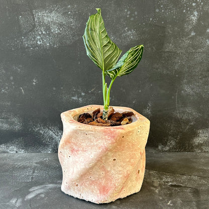 Handmade Pot - Small Swirl