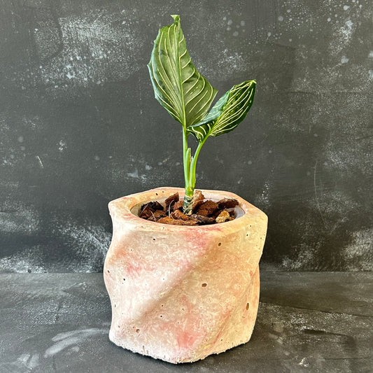 Handmade Pot - Small Swirl