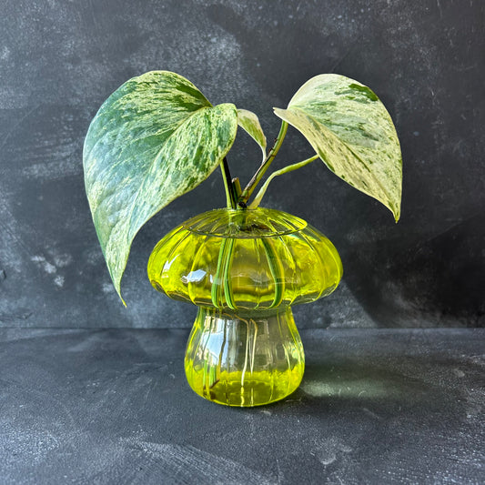 Mushroom Propagation Vase