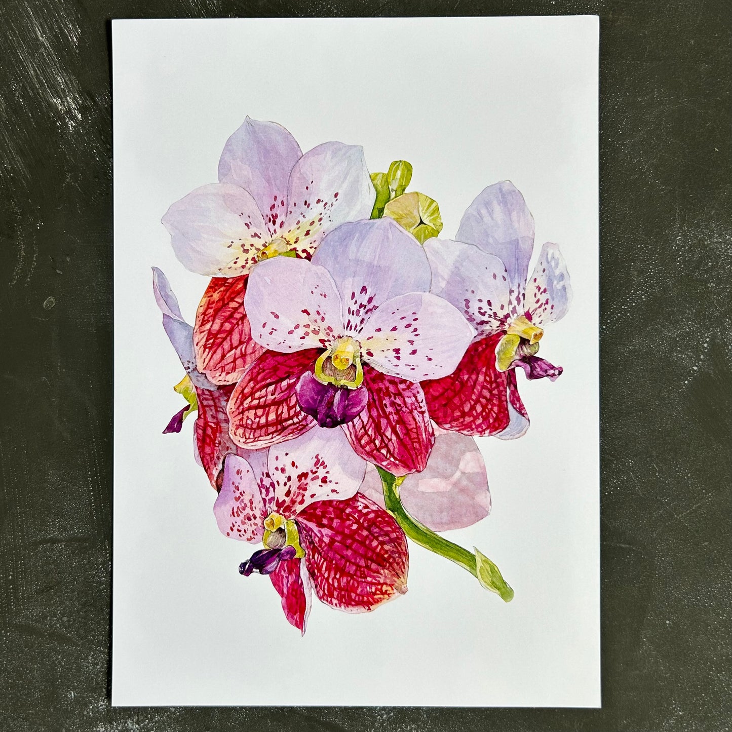 Orchid Vanda Sanderiana A4 Print