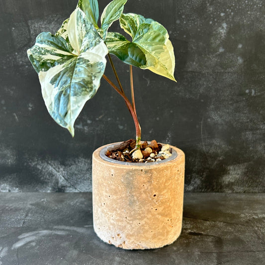 Handmade Pot - Small Cylinder