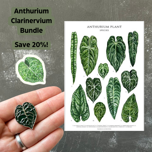 Anthurium Clarinervium Gift Bundle