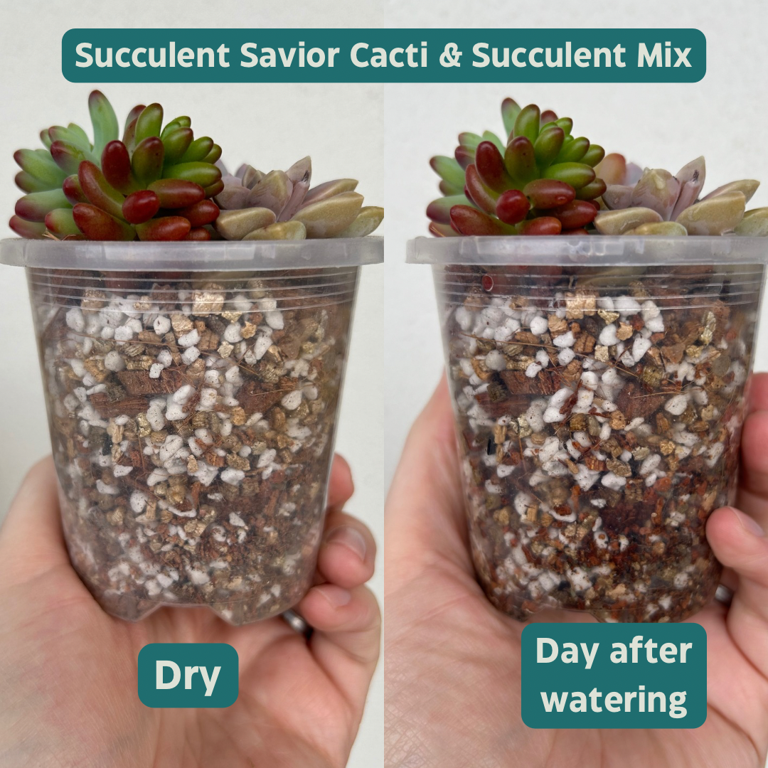 Succulent Savior - Cacti & Succulent Mix