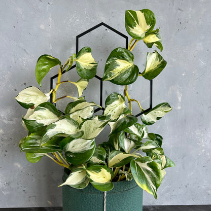 Large Honeycomb Trellis - 45cm