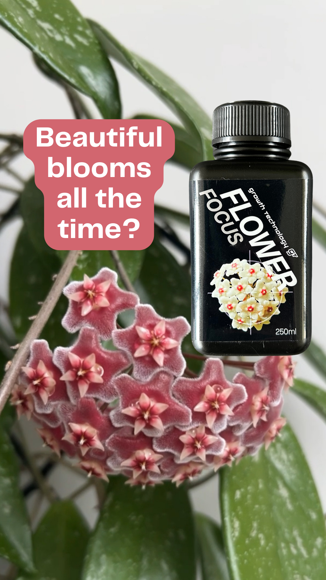 Flower Focus by Growth Technology