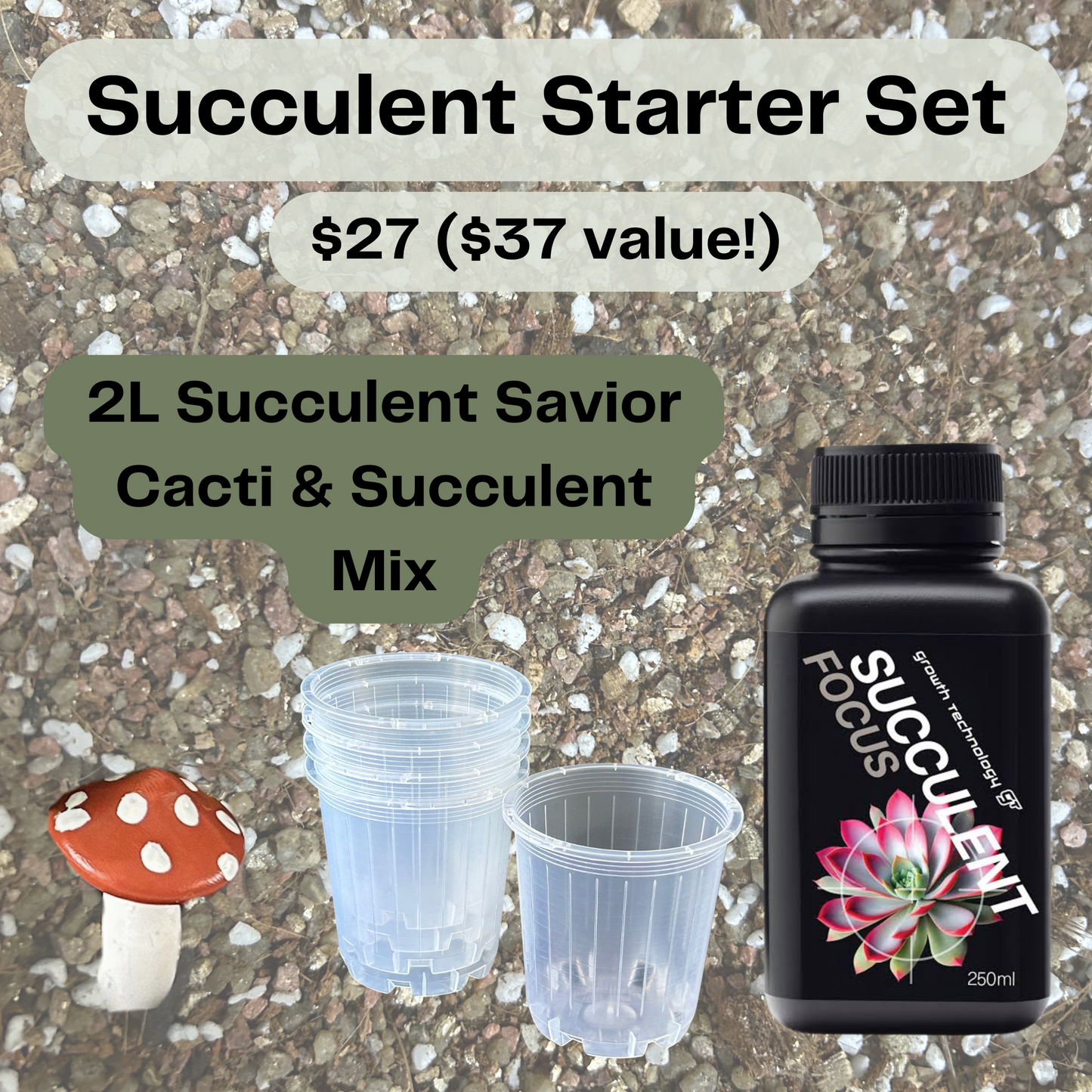 Succulent Starter Set