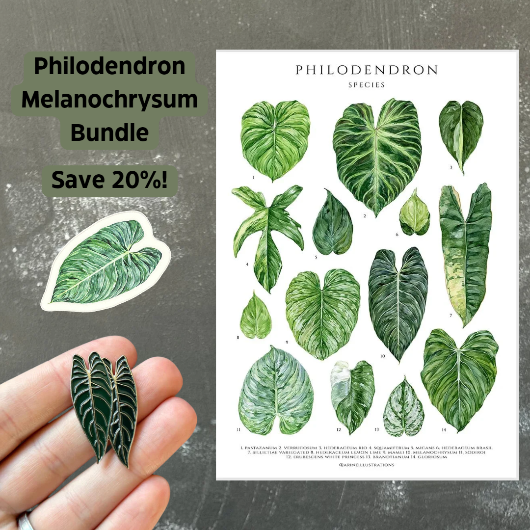 Philodendron Melanochrysum Gift Bundle