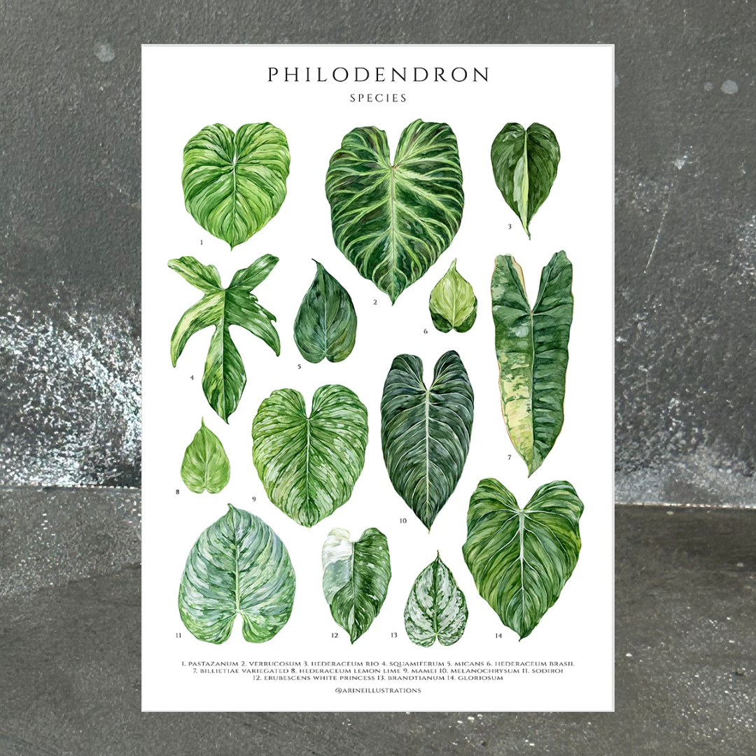 Philodendron Melanochrysum Gift Bundle