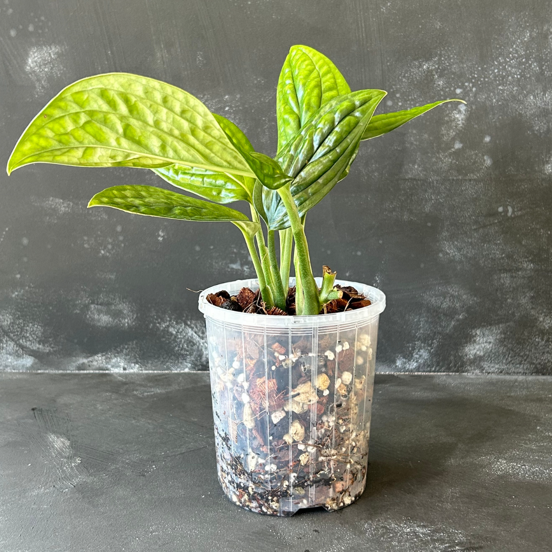 125mm Clear Nursery Pot for Indoor Plants shown here with a Monstera Peru in an aroid mix