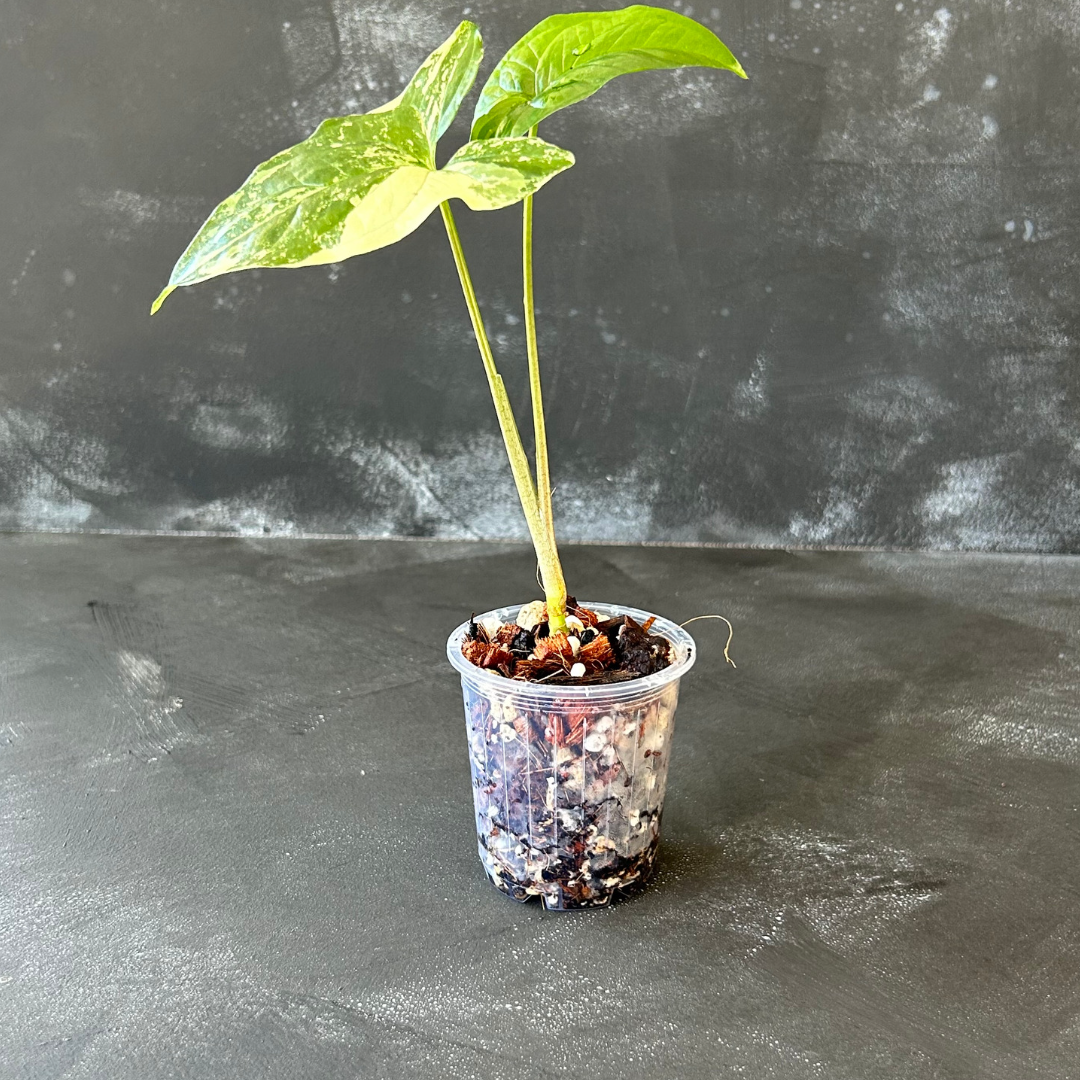 70mm Clear Nursery Pot for Indoor Plants  shown here with a Variegated Syngonium in a chunky aroid mix.