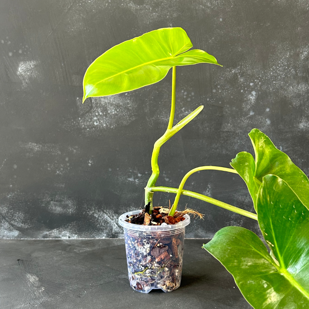 90mm Clear Nursery Pot for Indoor Plants shown here with a Philodendron Burle Marx in a chunky aroid mix.