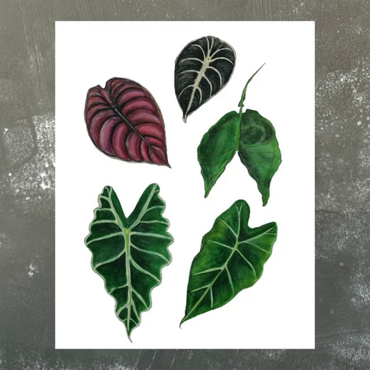 Alocasia Species A4 Print