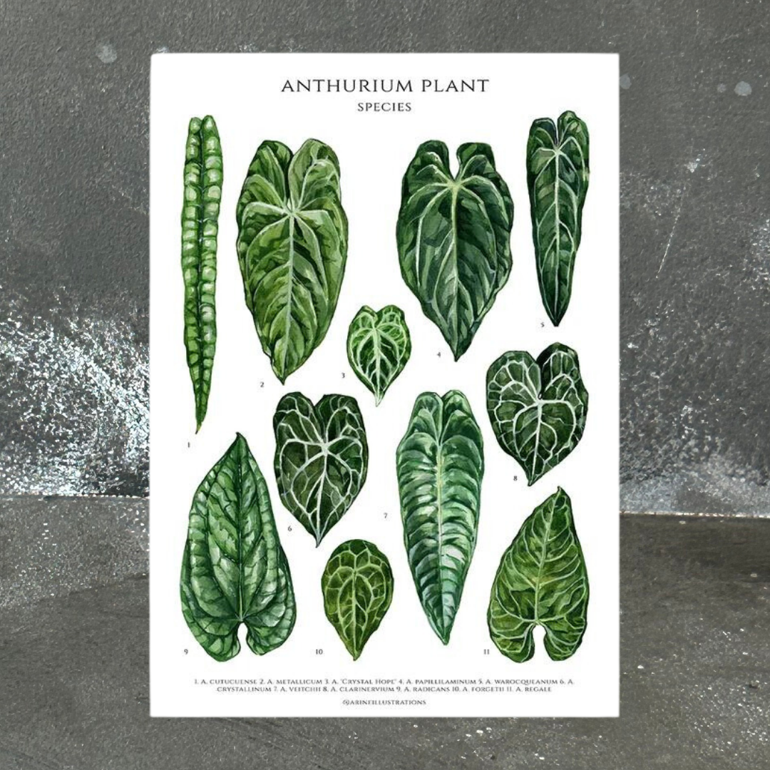 Anthurium Species A4 Print