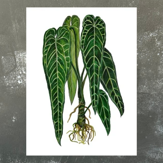 Anthurium Warocqueanum A4 Print