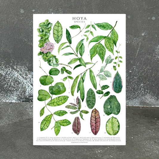 Hoya Species A4 Print