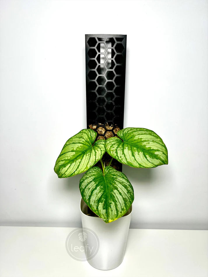 Leafy Moss Pole Large Black for Aroids and Indoor Plants