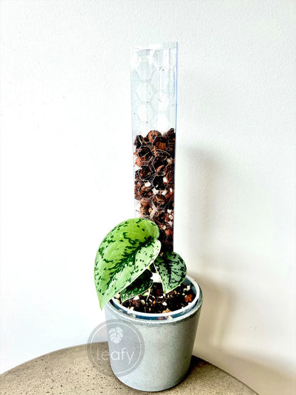 Leafy Moss Pole - Mini