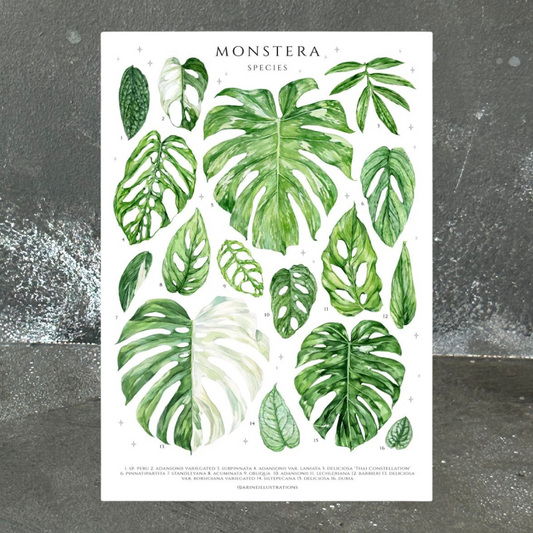 Monstera Species A4 Print