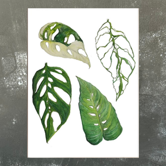 Monstera Obliqua & Adansonii Species A4 Print