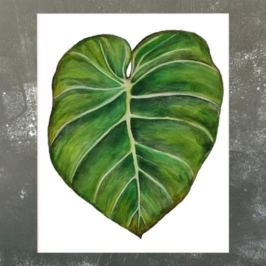 Philodendron Gloriosum Leaf A4 Print