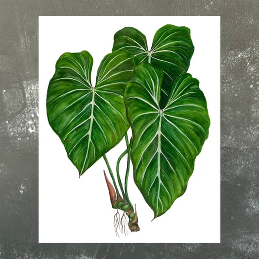 Philodendron Gloriosum Cutting A4 Print