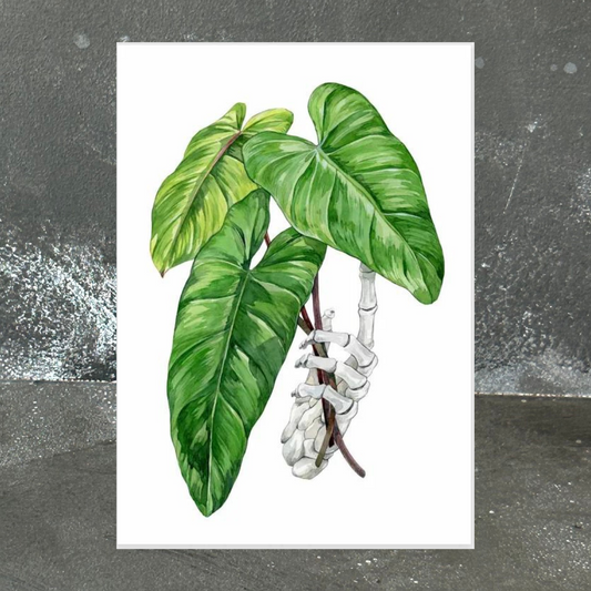 Philodendron Erubescens Cutting A4 Print