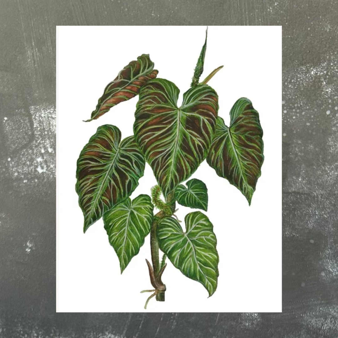 Philodendron Verrucosum Cutting A4 Print