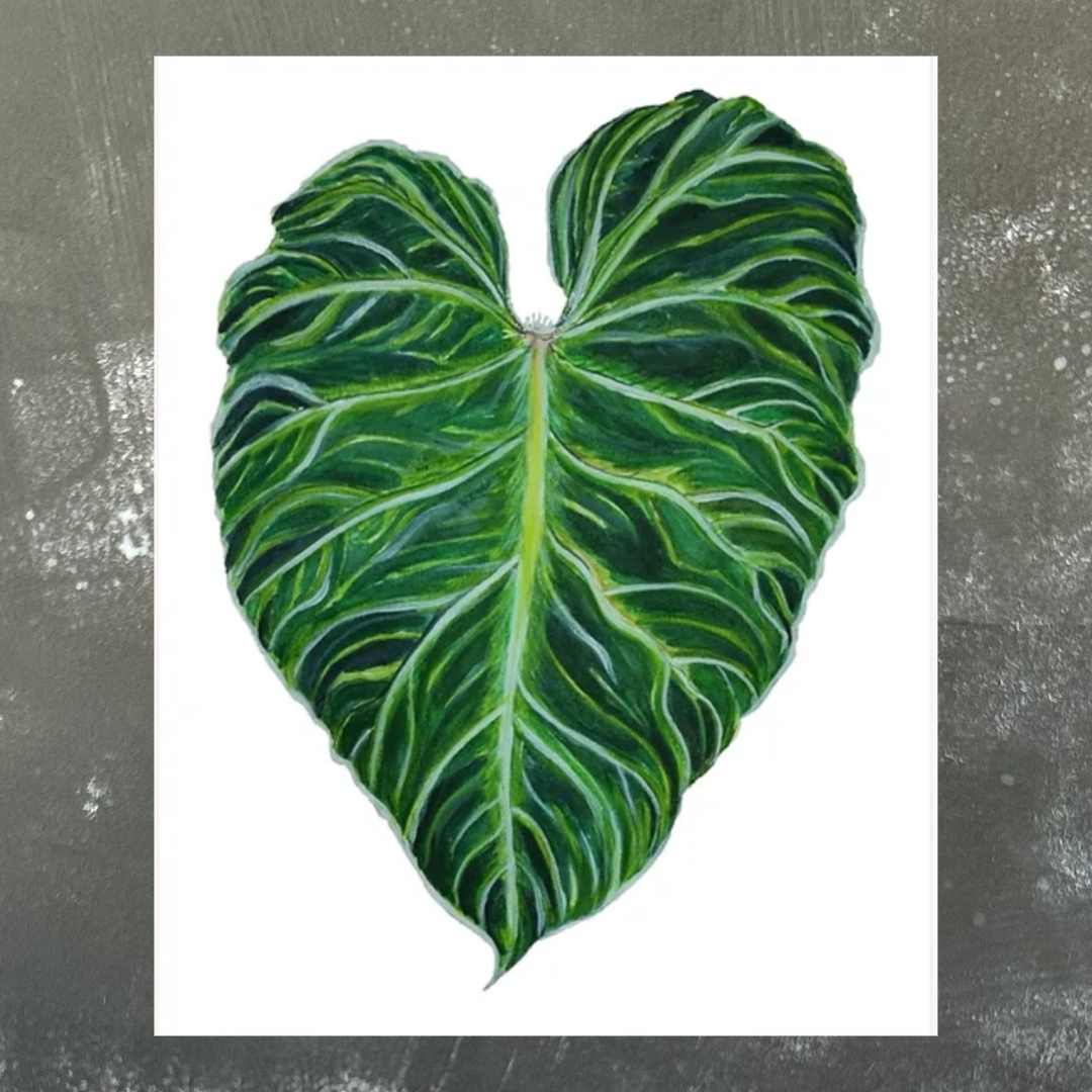 Philodendron Verrucosum Leaf A4 Print