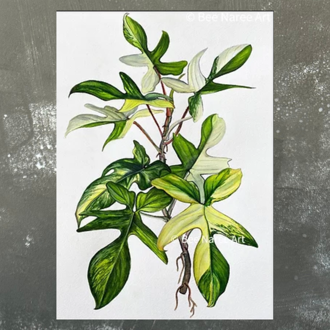 Philodendron Florida Beauty Variegated Cutting A4 Print from Bee Naree - Tasmanian Artist. Bee is based in Devonport, Tasmania.