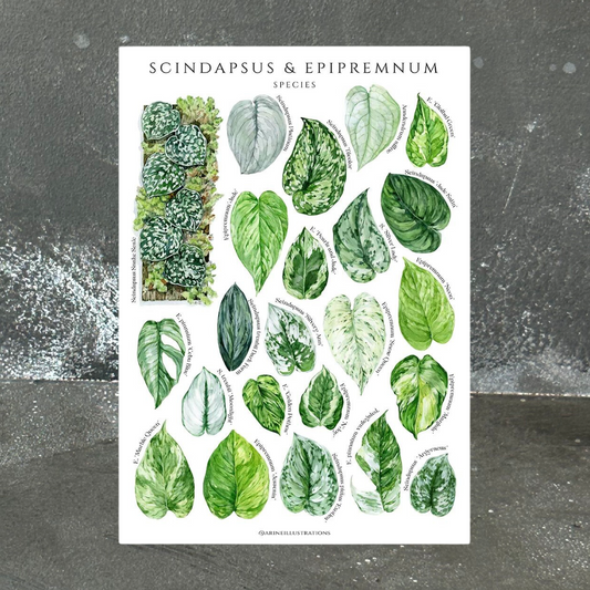 Scindapsus & Epipremnum Species A4 Print