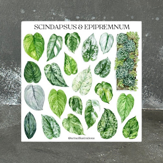 Scindapsus & Epipremnum Sticker Sheet 15x15