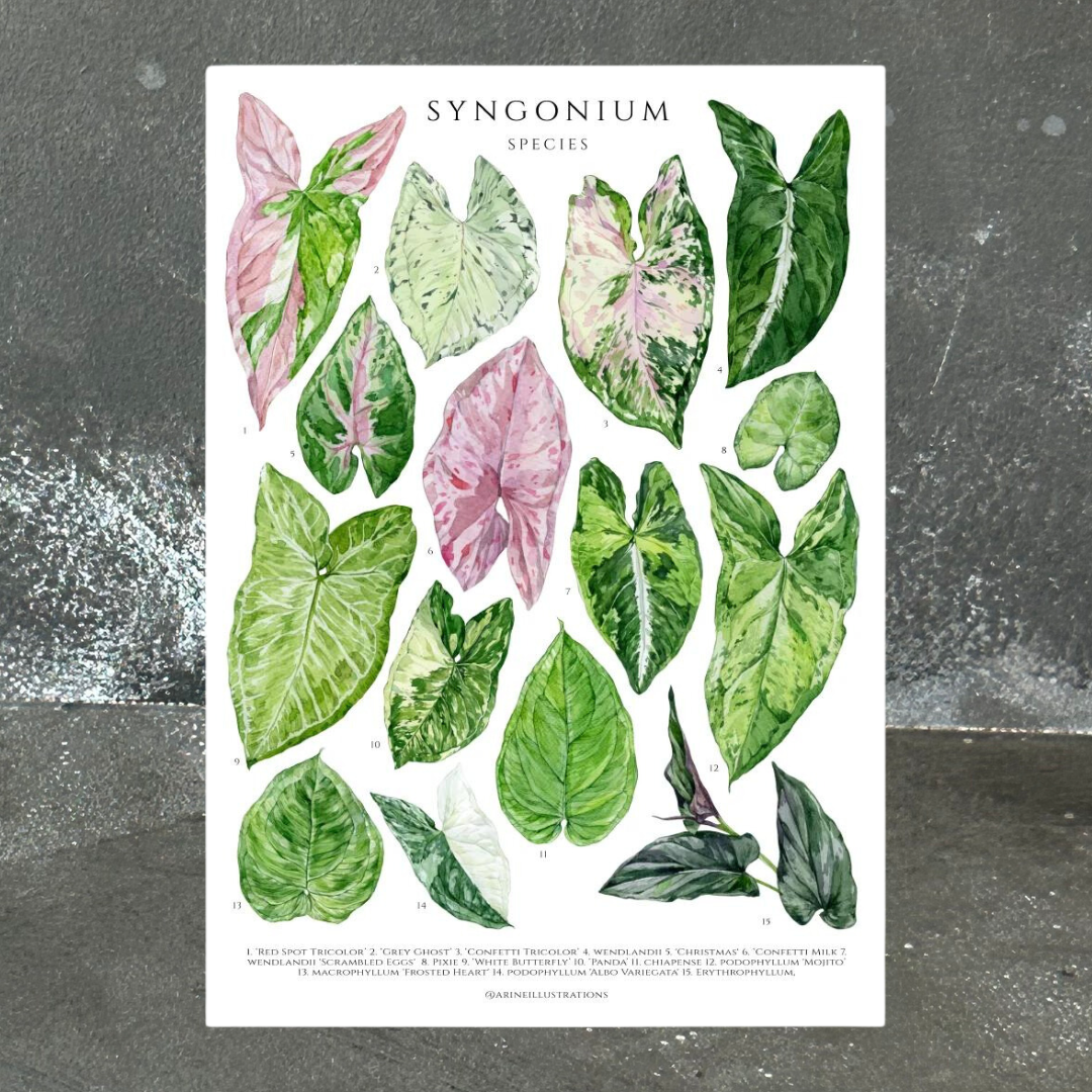 Syngonium Species A4 Print