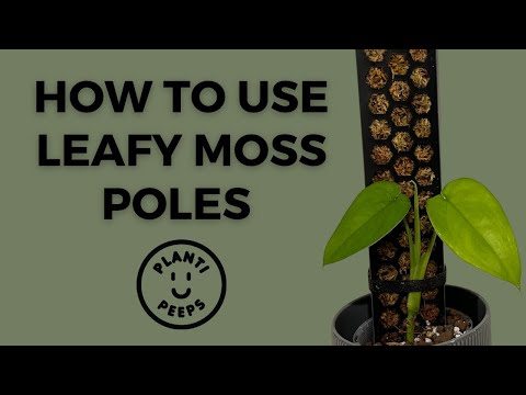 How to use Leafy Moss Pole - Set Up Moss Pole for Plants in Australia