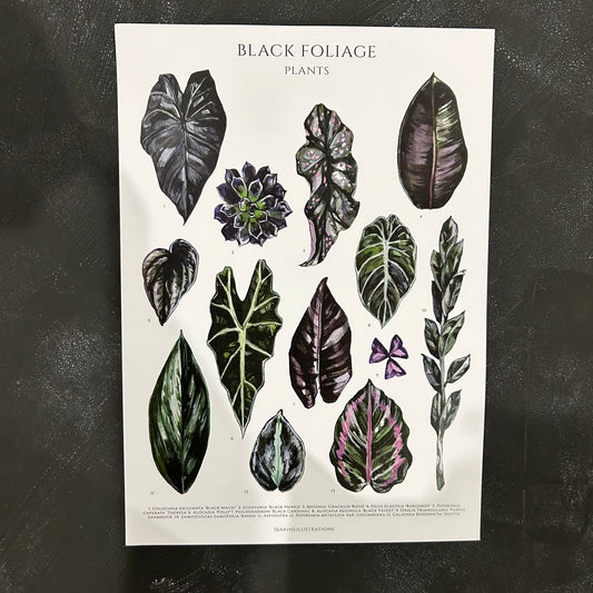 Black Foliage Plants A4 Print